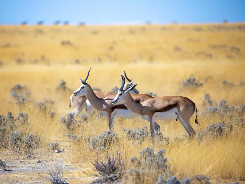 NAIROBI NATIONAL PARK