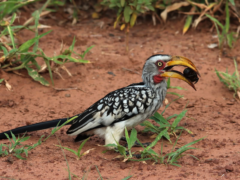 Aberdare National Park