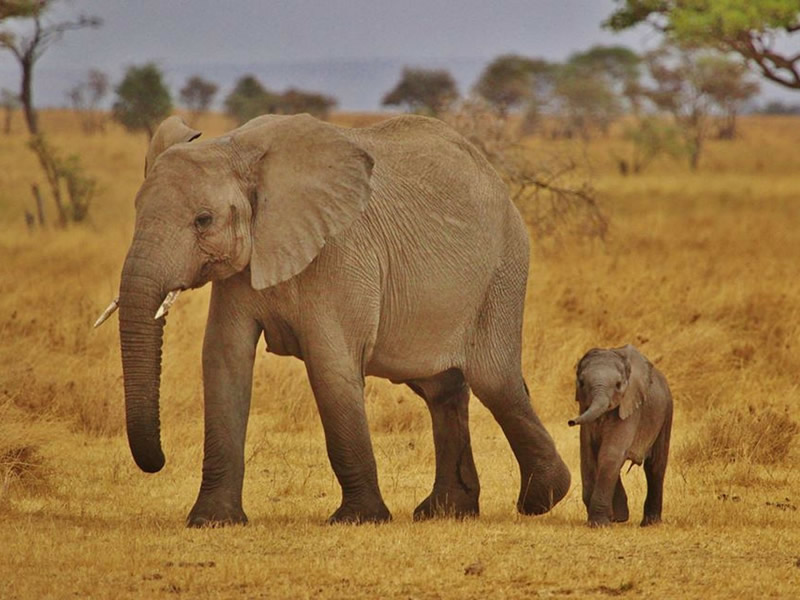 Masai Mara Game Reserve
