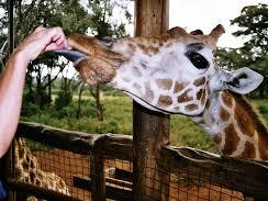 1 Day Non-Residents private tour to Nairobi National Park and Giraffe center