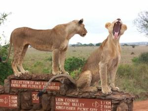 1 Day Non-Residents private tour to Nairobi National Park
