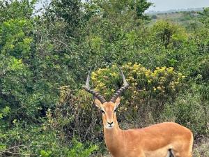 1 Day Non-Residents private tour to Nairobi National Park